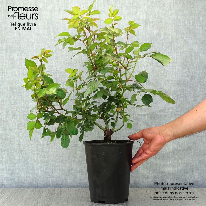 Rosa 'Music Hall' - Shrub Rose 4L/5L pot sample as delivered in spring
