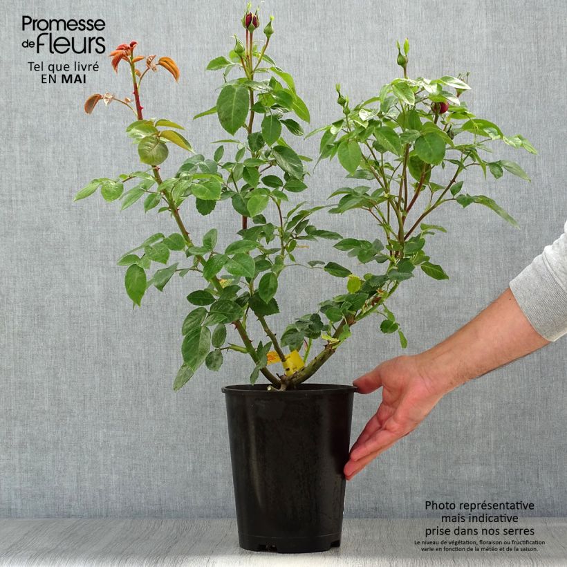 Rosa 'Trocadéro' 4L/5L pot sample as delivered in spring