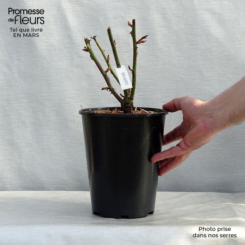 Rosa 'Louis de Funes' - Shrub Rose 4L/5L pot sample as delivered in winter