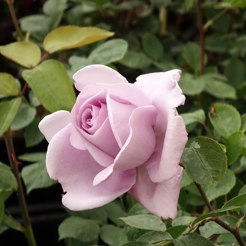 Rosa Mamy Blue - Hybrid Tea Rose (Flowering)