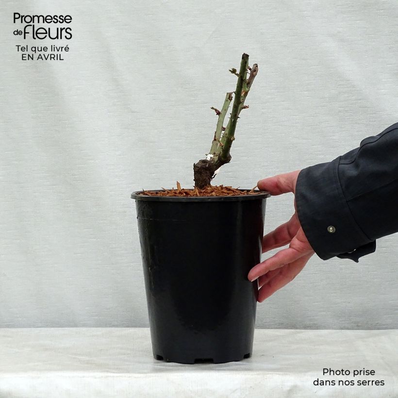 Rosa Mamy Blue - Hybrid Tea Rose 4L/5L pot sample as delivered in spring