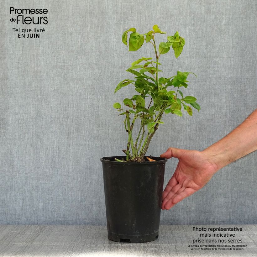 Rosa 'Michelangelo' - Shrub Rose 4L/5L pot sample as delivered in spring