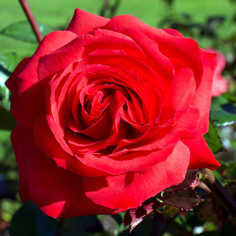 Rosa Mister Lincoln - Hybrid tea rose (Flowering)