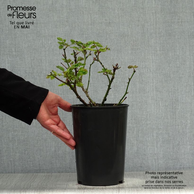 Rosa 'Madame A. Meilland' - Peace Rose - Hybrid Tea Rose 4L/5L pot sample as delivered in spring