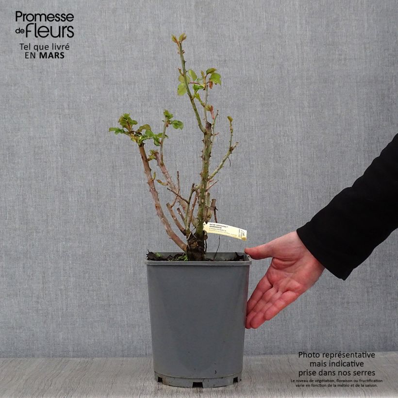 Rosa New Imagine - Shrub Rose 4L/5L pot sample as delivered in winter