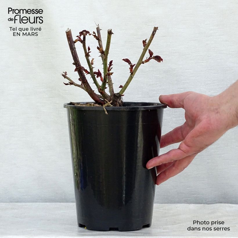 Rosa Nostalgie - Hybrid Tea Rose 4L/5L pot sample as delivered in winter