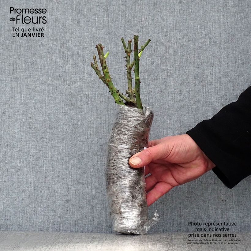Rosa Pink Panther Wrapped bare root sample as delivered in winter
