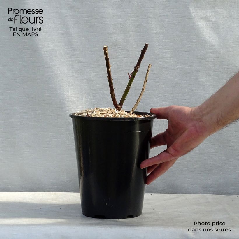 Rosa Papa Meilland  4L/5L pot sample as delivered in spring