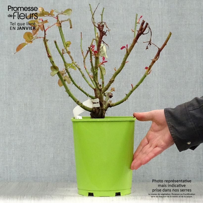 Rosa Pope Jean-Paul II 4L/5L pot sample as delivered in winter