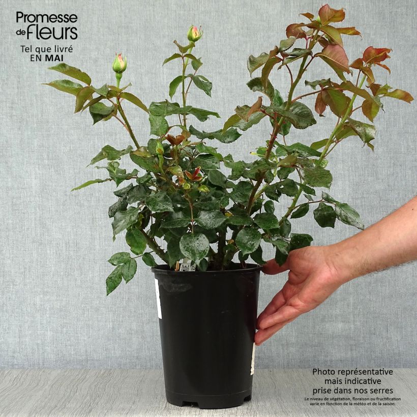 Rosa Parfum Royal  4L/5L pot sample as delivered in spring