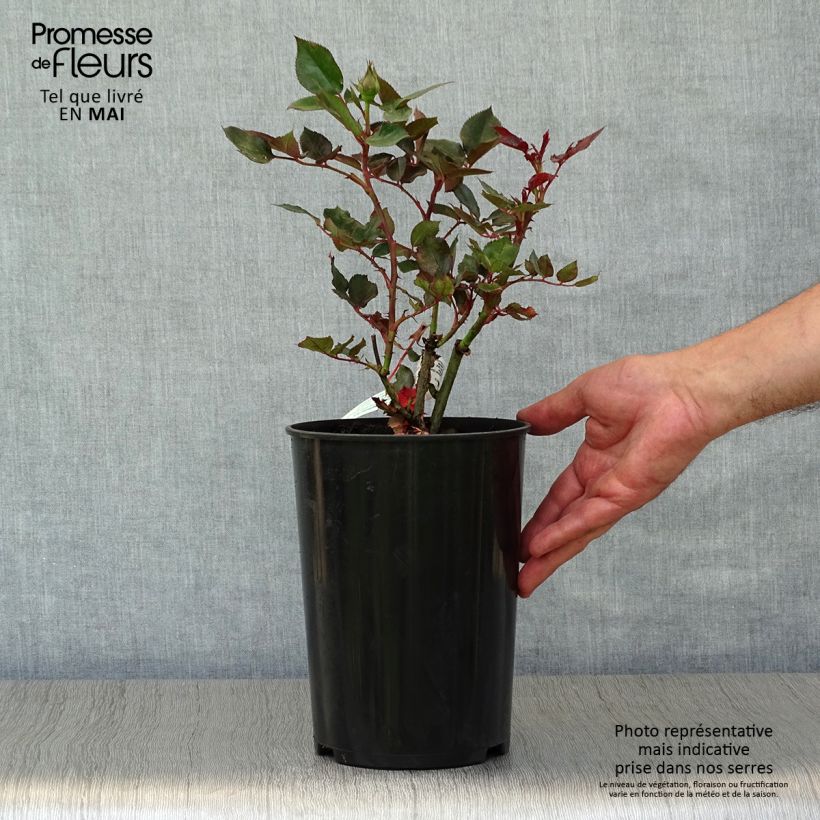 Rosa Parfum de Grasse  4L/5L pot sample as delivered in spring