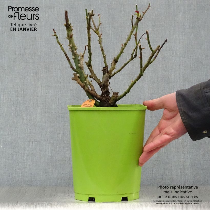 Rosa Paris d'Yves Saint-Laurent 4L/5L pot sample as delivered in winter