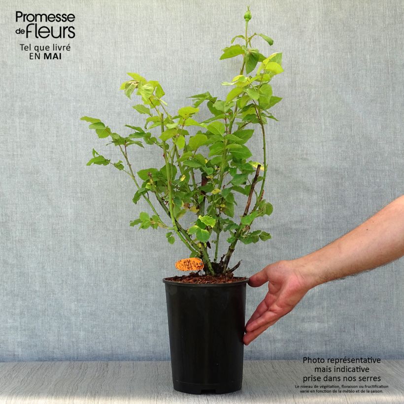 Rosa Paul Ricard 4L/5L pot sample as delivered in spring