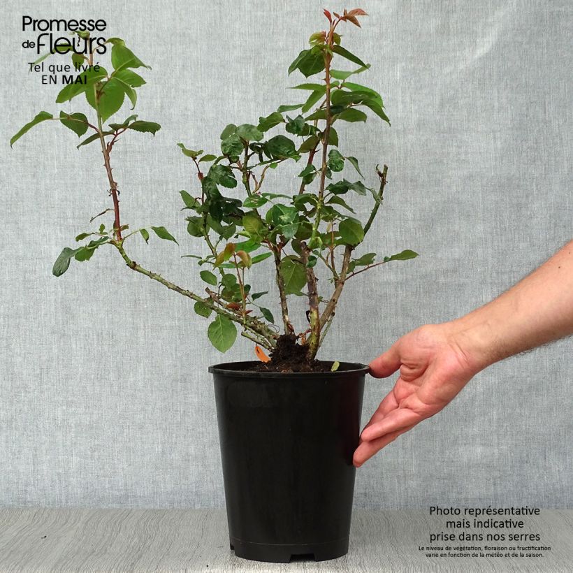 Rosa Pierre Arditi  4L/5L pot sample as delivered in spring