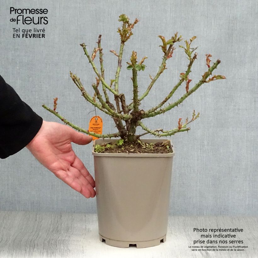 Rosa Pink Eureka 4L/5L pot sample as delivered in winter