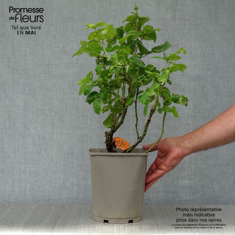 Rosa Pink Eureka 4L/5L pot sample as delivered in spring