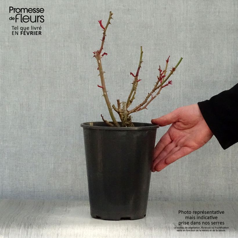 Rosa Renaissance Princesse Alexandra 4L/5L pot sample as delivered in winter