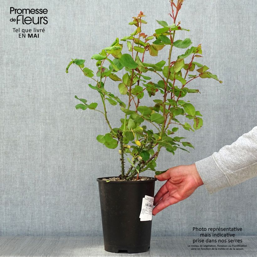 Rosa Princesse Charlene de Monaco 4L/5L pot sample as delivered in spring