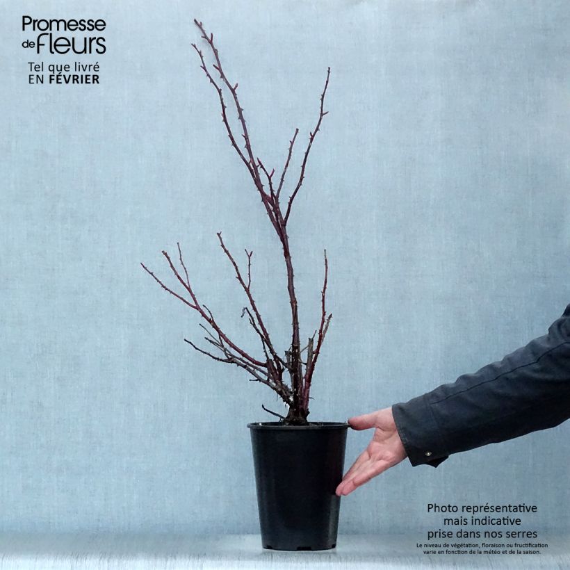 Rosa Rose Clos Vougeot 4L/5L pot sample as delivered in winter