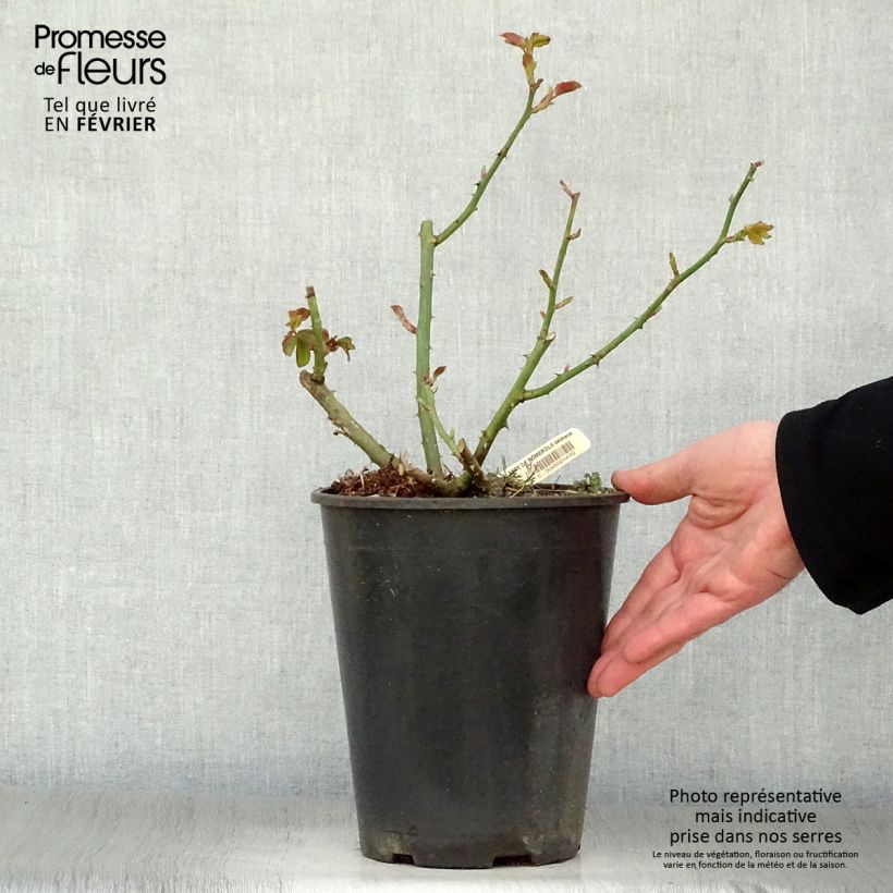 Rosa Lalande de Pomerol  3L/4L pot sample as delivered in winter