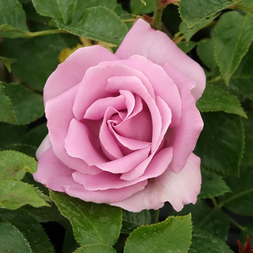 Rosa Rose Synactif by Shiseido (Flowering)