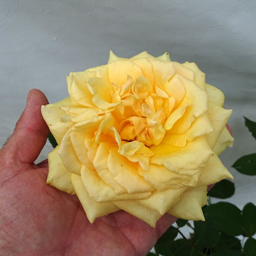 Rosa Sophia Renaissance - Hybrid Tea Rose (Flowering)