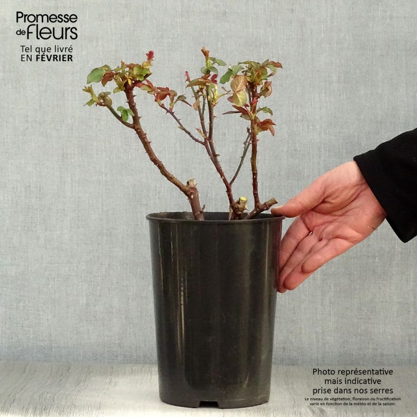 Rosa 'Souvenir de Baden-Baden' - Hybrid Tea Rose 4L/5L pot sample as delivered in winter