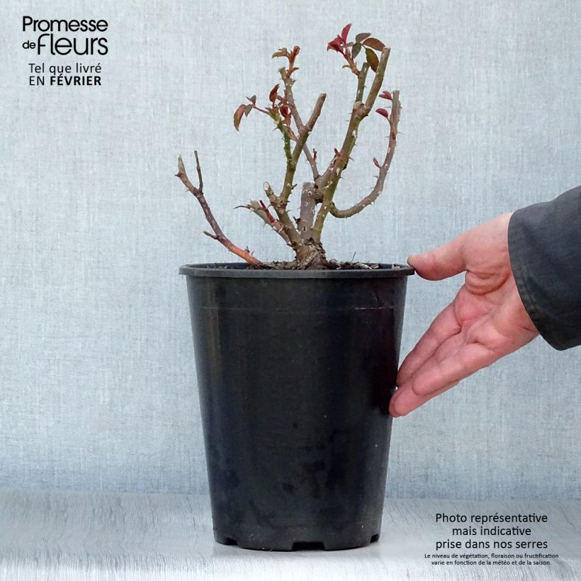 Rosa Sunny Sky 4L/5L pot sample as delivered in winter