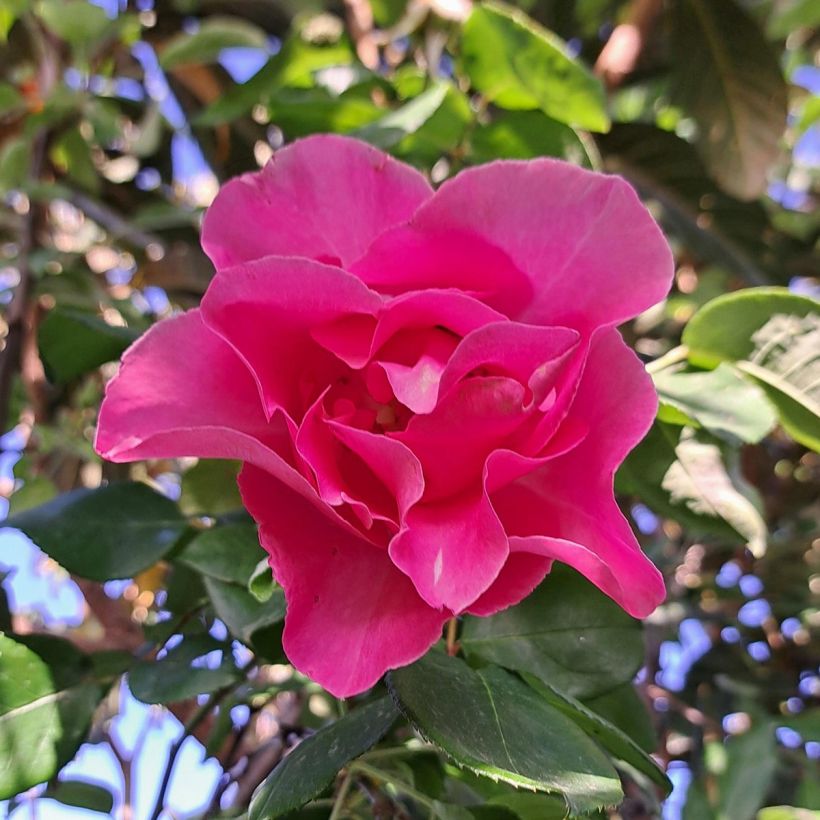 Rosa 'The McCartney Rose' - Shrub Rose (Flowering)