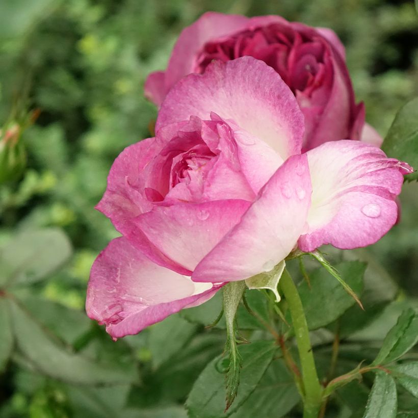 Rosa Thierry Marx  (Flowering)