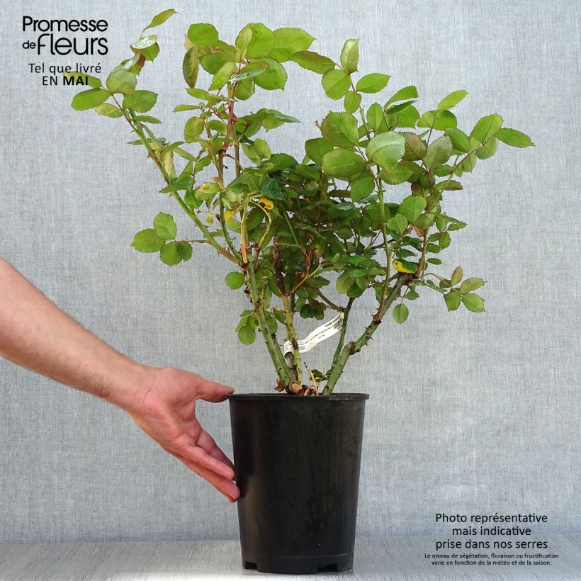 Rosa Thierry Marx  4L/5L pot sample as delivered in spring