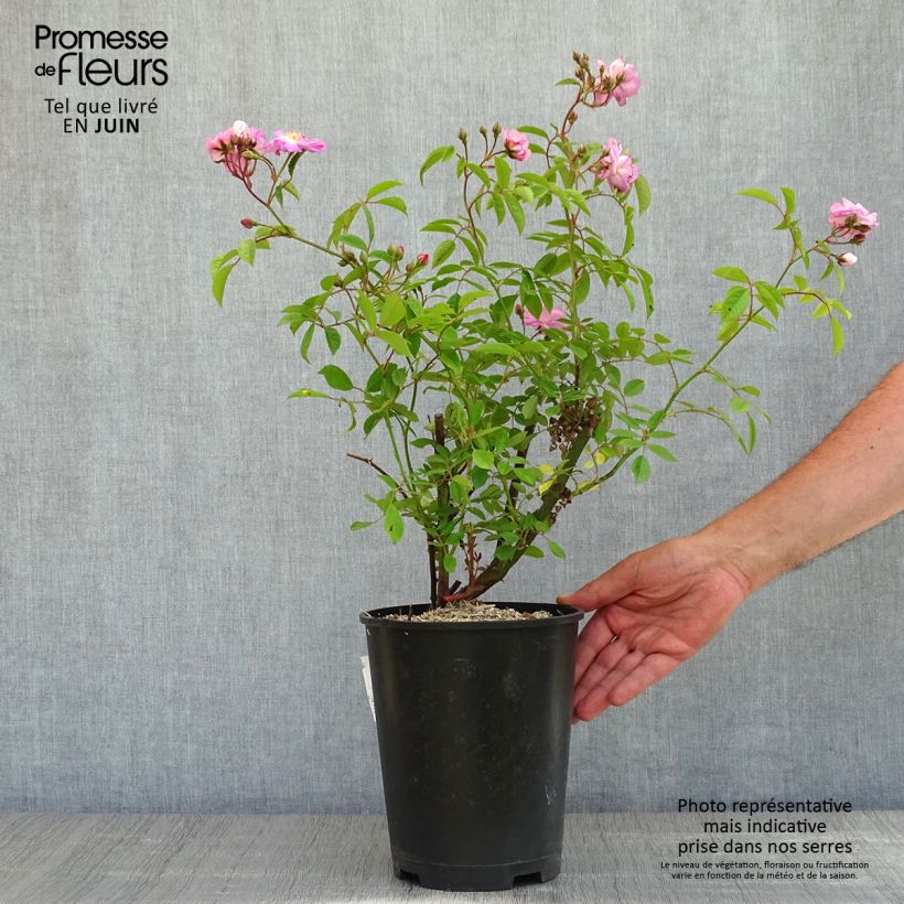 Rosa Velasquez 4L/5L pot sample as delivered in spring
