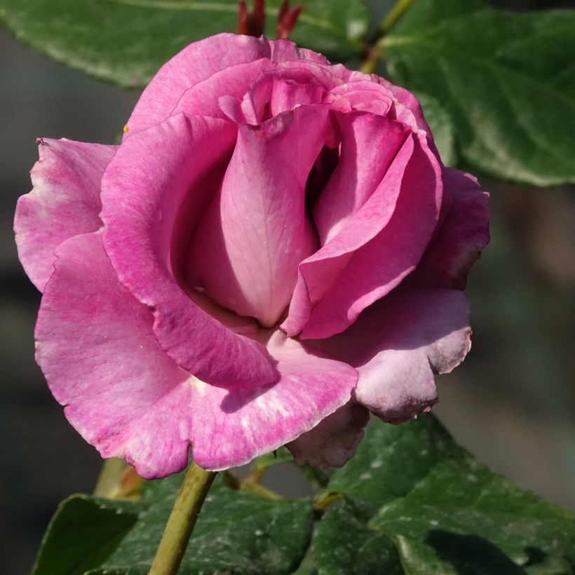 Rosa Violette Parfumée (Flowering)