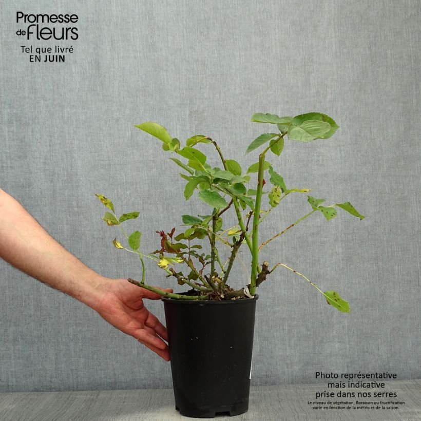 Rosa Violette Parfumée 4L/5L pot sample as delivered in spring