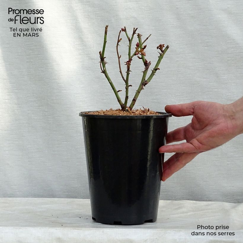 Rosa Nadia Zerouali - Shrub Rose 4L/5L pot sample as delivered in winter