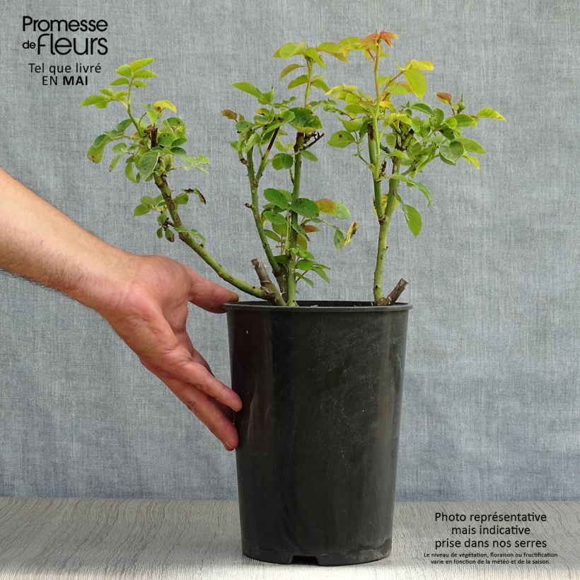 Rosa Sophie Luise 4L/5L pot sample as delivered in spring