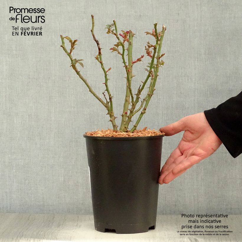 Rosa floribunda Sweet Honey  4L/5L pot sample as delivered in winter