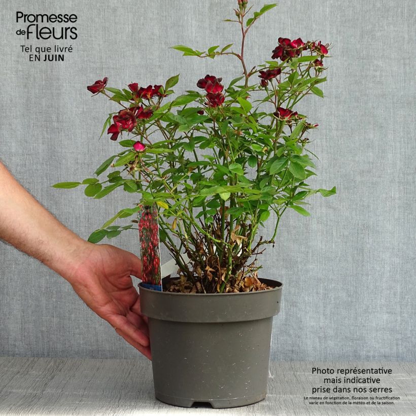 Rosa Everglow Ruby   4L/5L pot sample as delivered in spring
