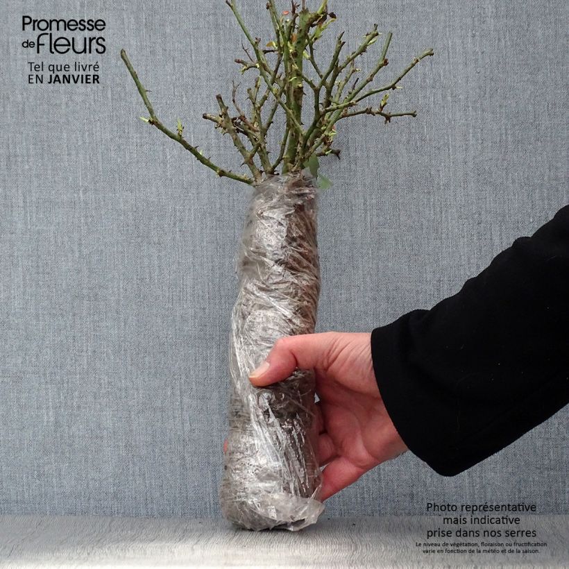 Rosa x floribunda Tiramisu Bio Wrapped bare root sample as delivered in winter