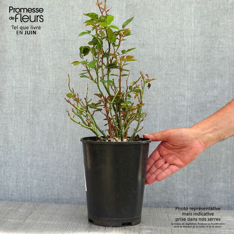 Rosa x floribunda Tiramisu Bio 4L/5L pot sample as delivered in spring