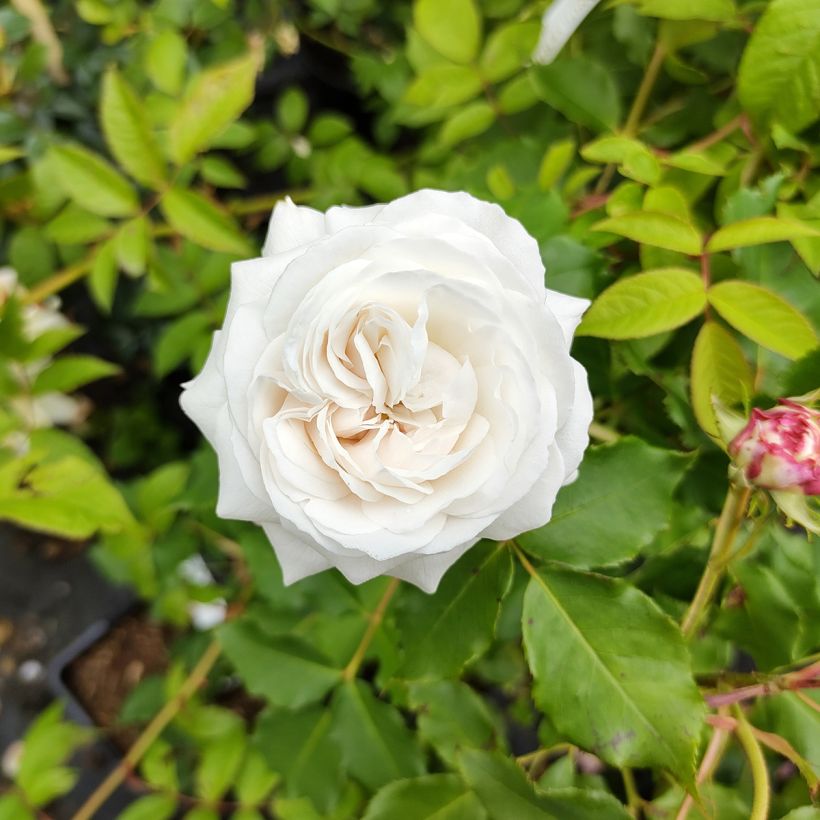 Rosa Boule de Neige (Flowering)