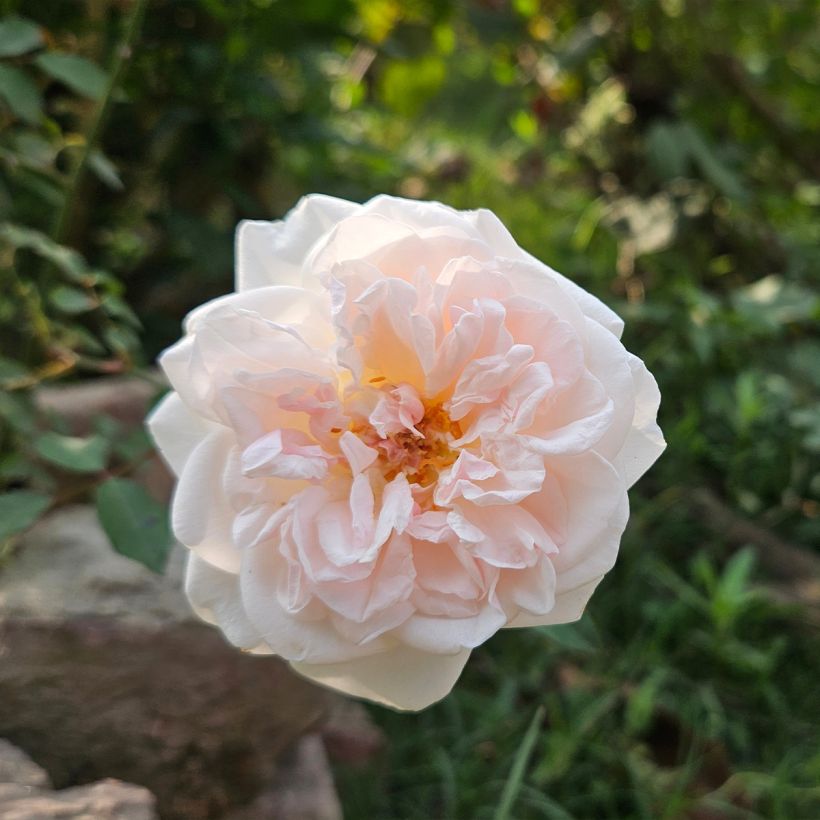 Rosa moschata Buff Beauty - Musk Rose (Flowering)