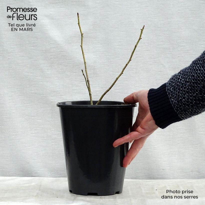 Rosa centifolia Cristata - Crested Moss Rose 4L/5L pot sample as delivered in spring