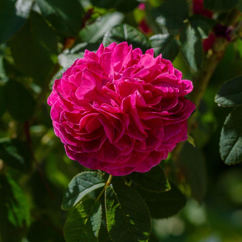 Rosa gallica Charles de Mills - Old Gallic Rose (Flowering)