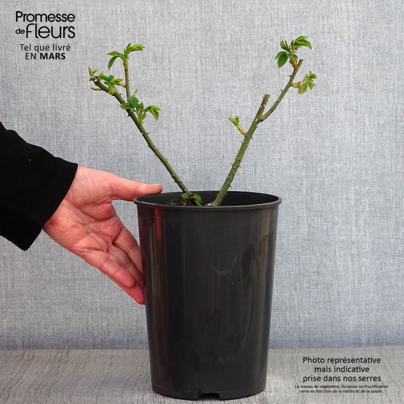 Rosa gallica Complicata - Old Gallic Rose 4L/5L pot sample as delivered in winter