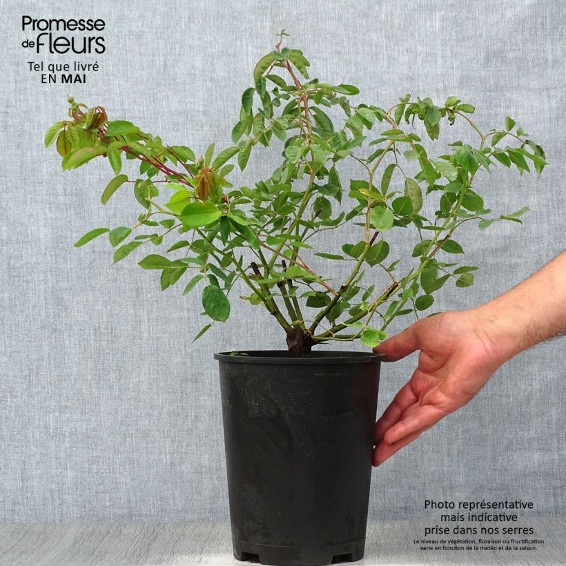 Rosa Cornelia 4L/5L pot sample as delivered in spring