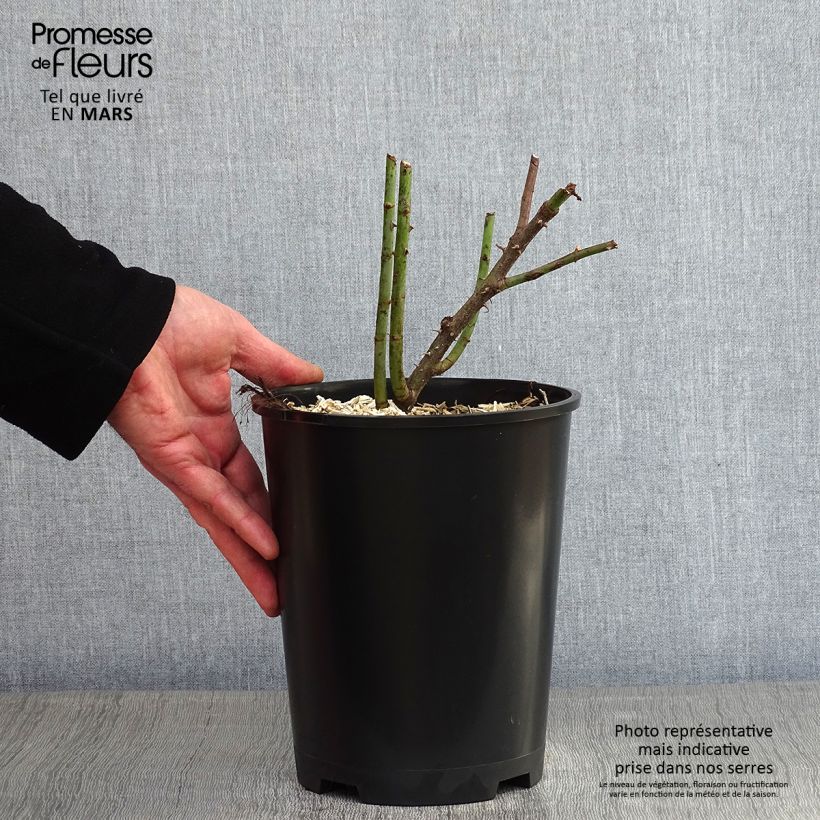 Rosa alba Great Maidens Blush 4L/5L pot sample as delivered in winter