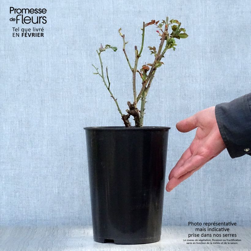 Rosa Dainty Bess 4L/5L pot sample as delivered in winter