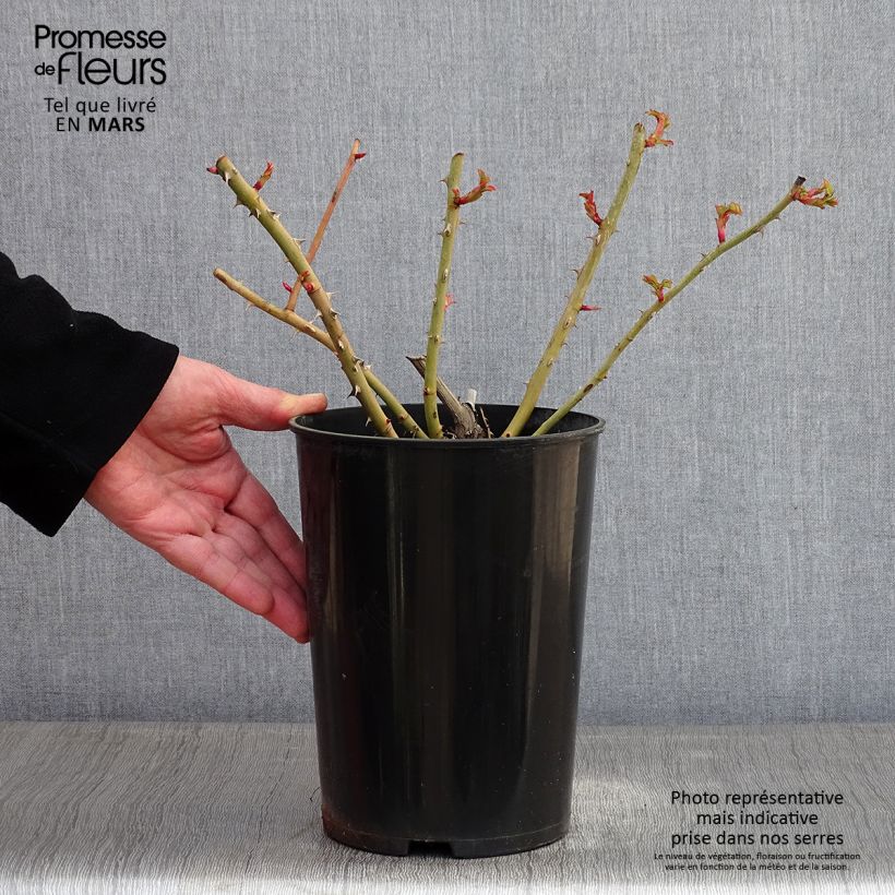 Rosa 'Fragrant Old Yellow' - Old Rose 4L/5L pot sample as delivered in winter