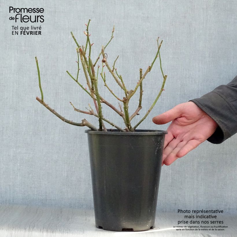 Rosa gallica Gros Provins Panaché 4L/5L pot sample as delivered in winter